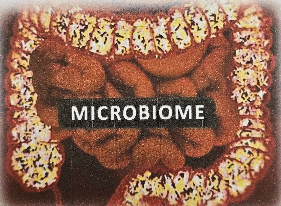 마이크로 바이옴 중 장내 미생물 이미지