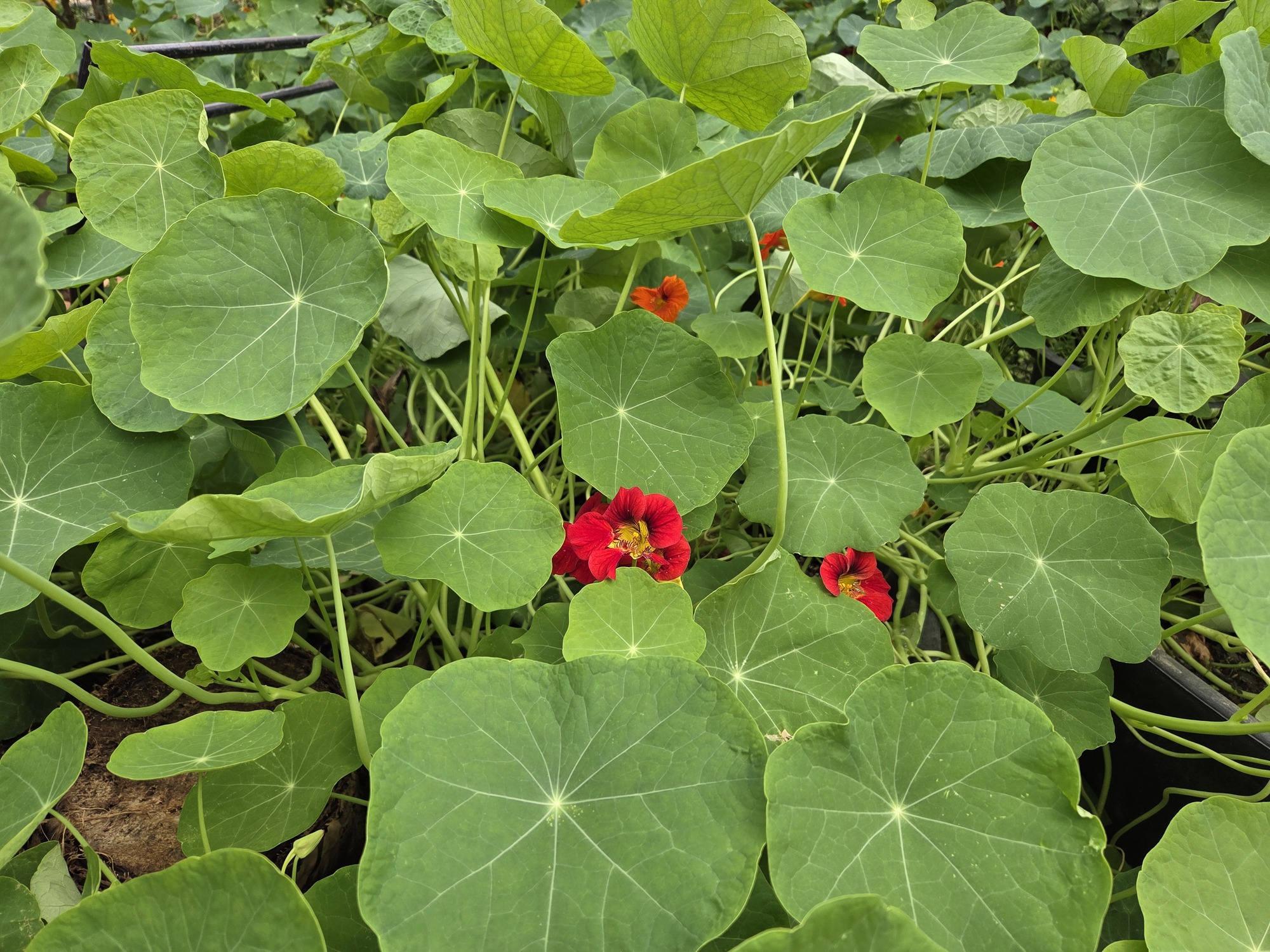 율봄식물원 열매정원