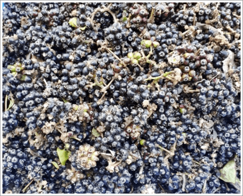 가시오가피 열매