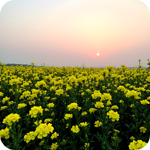 노을지는 유채꽃밭 이미지
