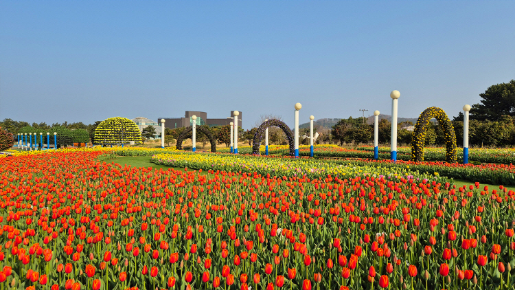 태안 튤립축제