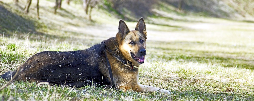 개싸움 말리는 방법 10