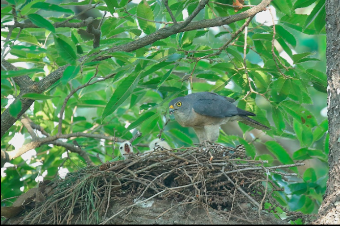붉은배새매, 숲의 그림자 위를 나는 마지막 맹금|멸종위기 야생조류 이야기
