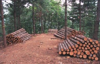 2025 임업공익직접지불금