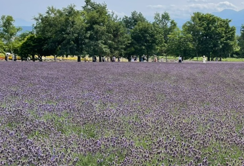 후라노 라벤더 밭(팜 도미타)