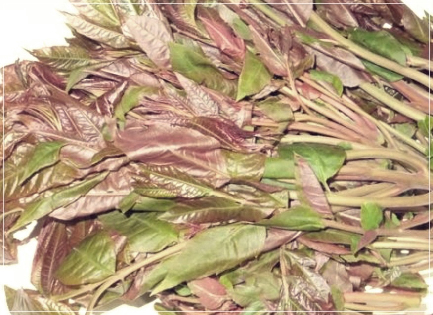 가죽나물 효능 3가지를 바로 알아보자