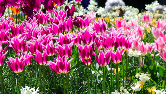 Ballade Tulip
