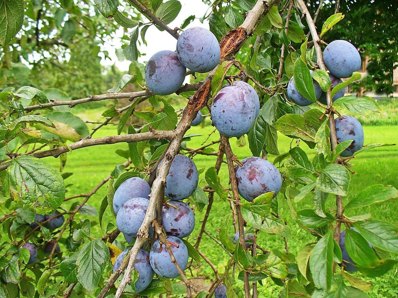 매실주 담그는법