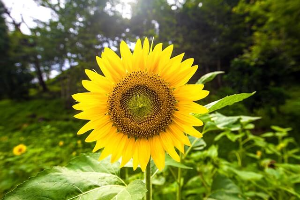 태백 해바리기축제