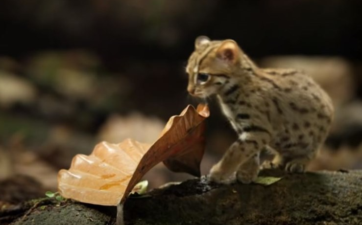 붉은점 살쾡이 사진