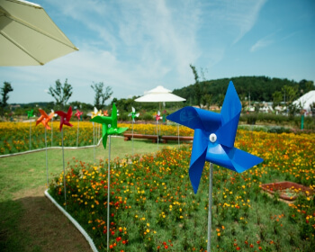 무안 연꽃축제_4