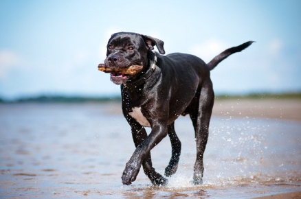 해안을 달리는 검은 개.