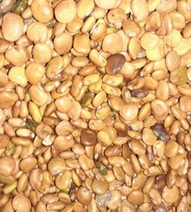히카마 씨앗 멕시코감자 얌빈 모종 씨 파종&#44; 히카마 씨앗50g(약300립)