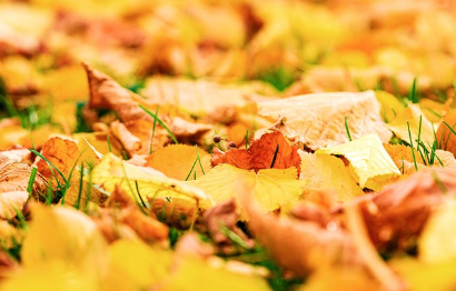 경기도 단풍 명소 곤지암 화담숲 