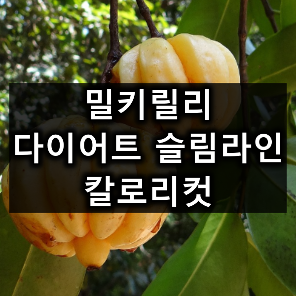 밀키릴리 다이어트 슬림라인 칼로리컷 가르시니아 1600 특징 리뷰