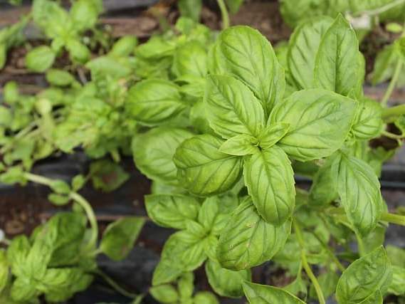 바질 혈당 조절