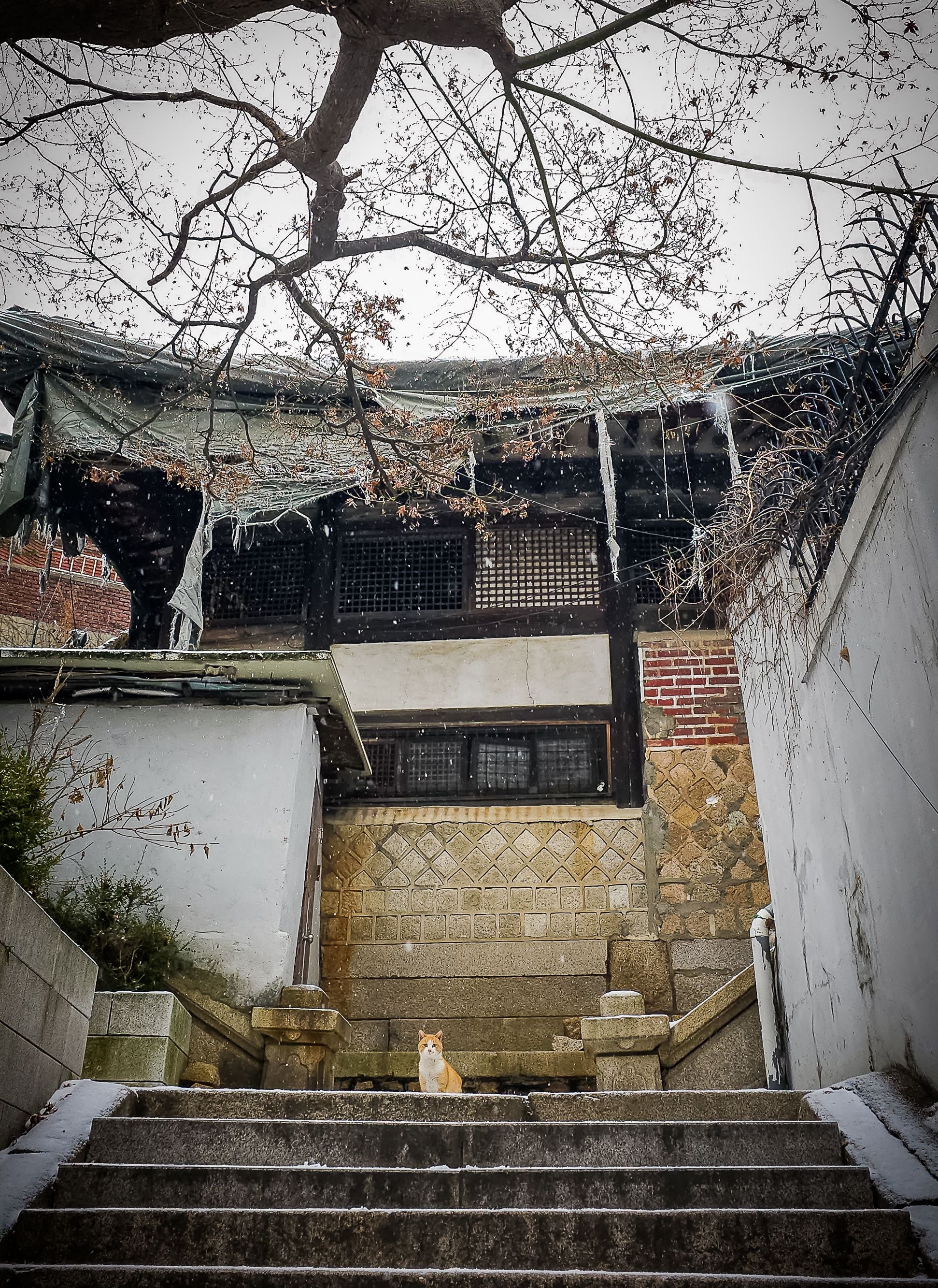 서촌 옥인동 윤덕영 첩집 앞 계단에 앉아 있는 고양이와 낡은 한옥 외관