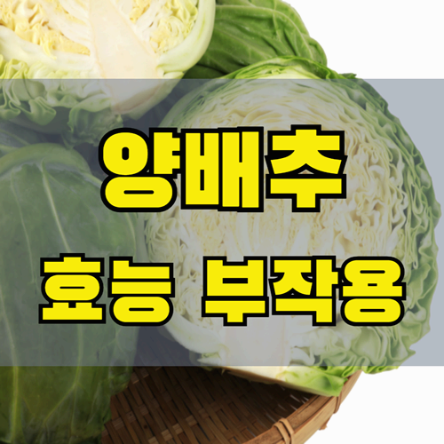 양배추 정말 몸에 좋을까?
