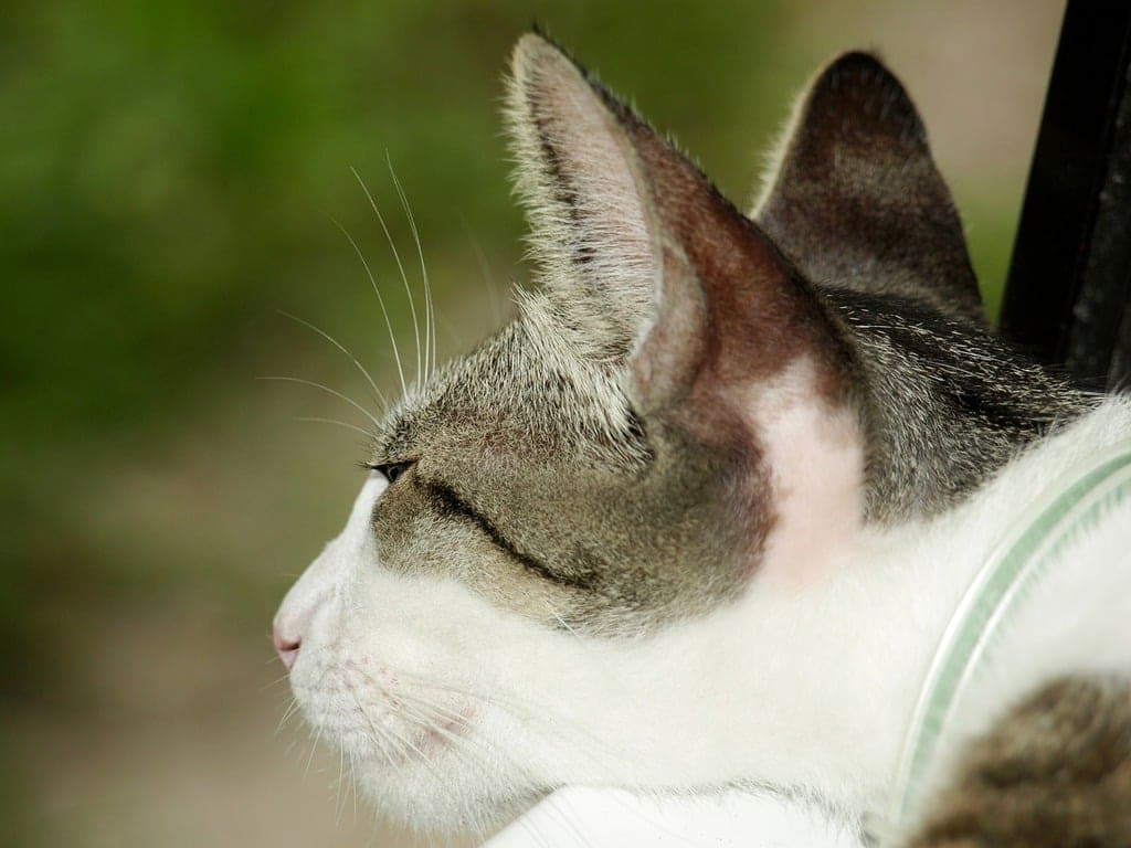 고양이 귀청소