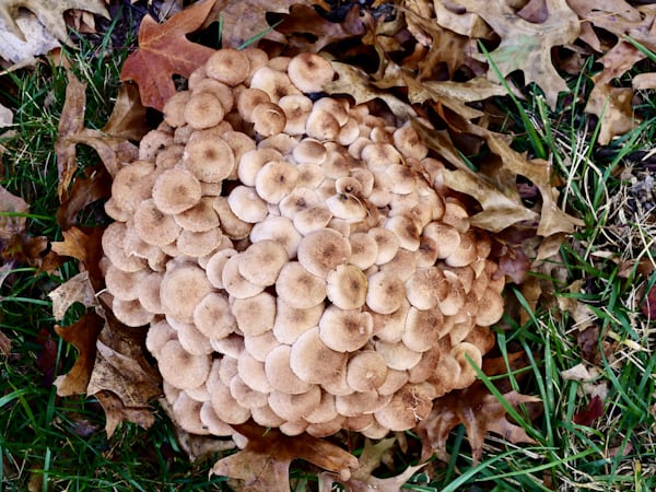 식품 부패 곰팡이의 발생 억제 기술과 천연 보존제 개발 현황