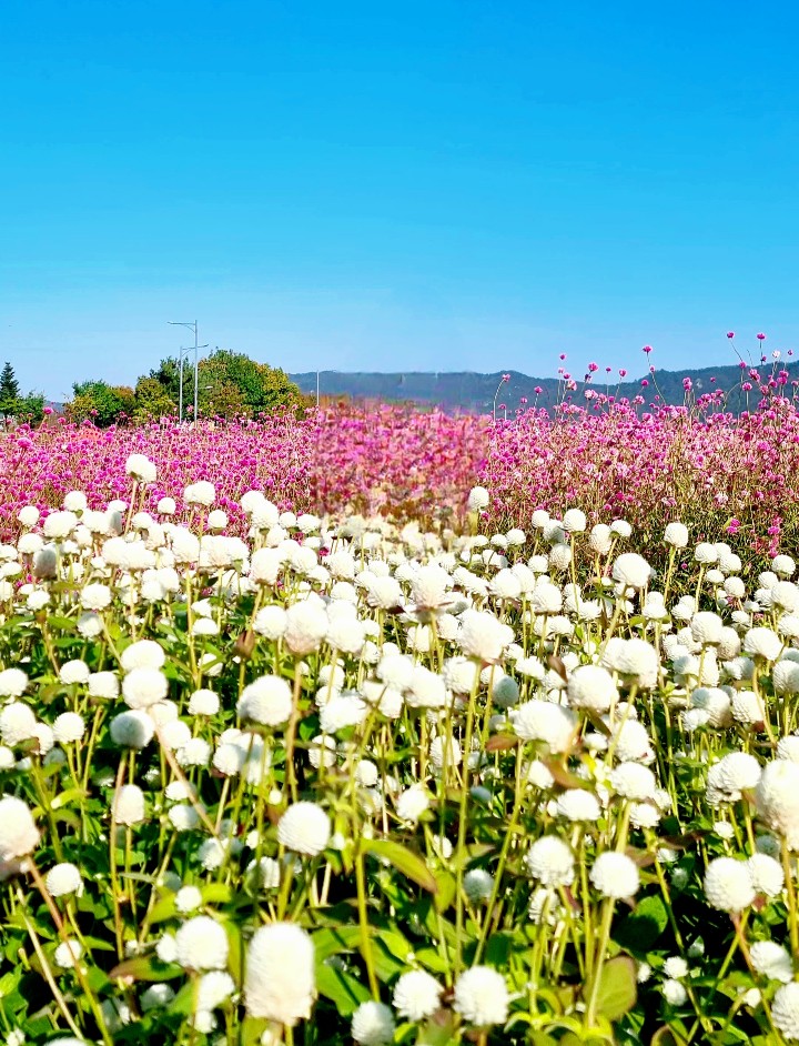 2024 양주 나리공원 천일홍 축제: 수도권에서 핑크뮬리, 댑싸리, 팜파스를 볼 수 있는 가을 여행지