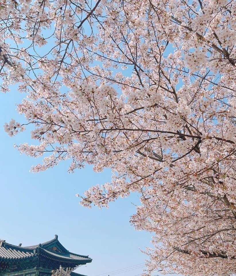 청주 무심천 벚꽃 명소 베스트 5 벚꽃시기 만개시기 드라이브 코스