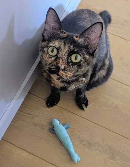 고양이에게 먹으면 안되는 생선