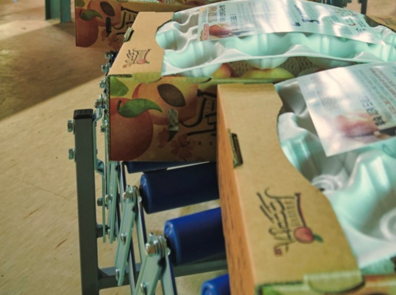 생방송투데이 복숭아