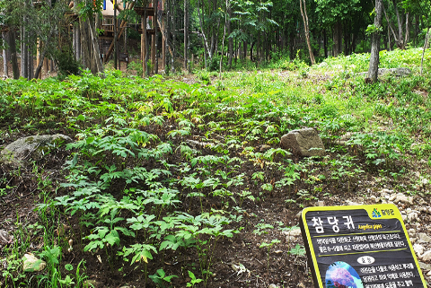 함양대봉산휴양밸리 숲체험