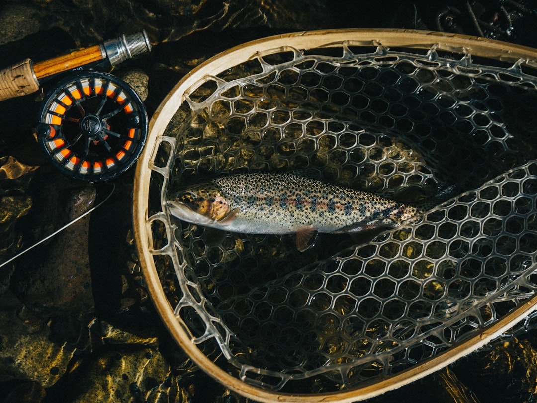 Trout.