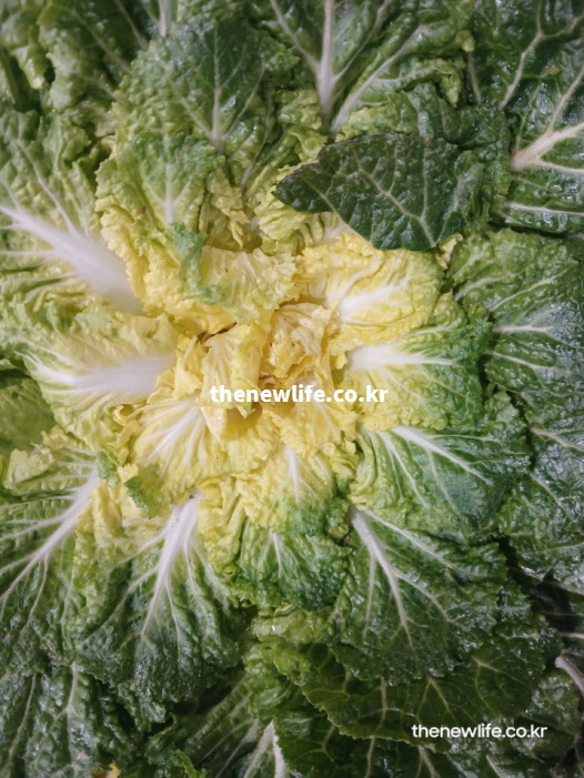 돼지고기 수육과 궁합이 좋은 봄동 쌈 채소 실사진. 단백질을 보충하고 베타카로틴 흡수율을 높여주는 영양 균형 식재료