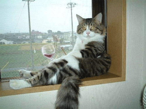 고양이 웃긴 행동&#44;웃긴 고양이 사진&#44;귀여운 고양이 사진 및 고양이 종류