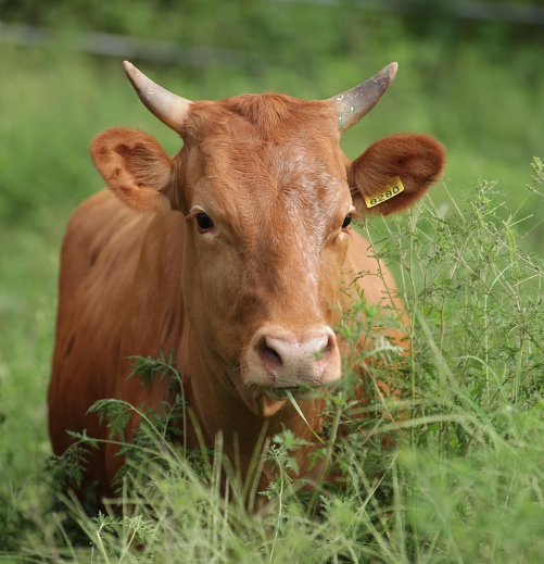 2026 설맞이 한우페스타 할인 판매 안내