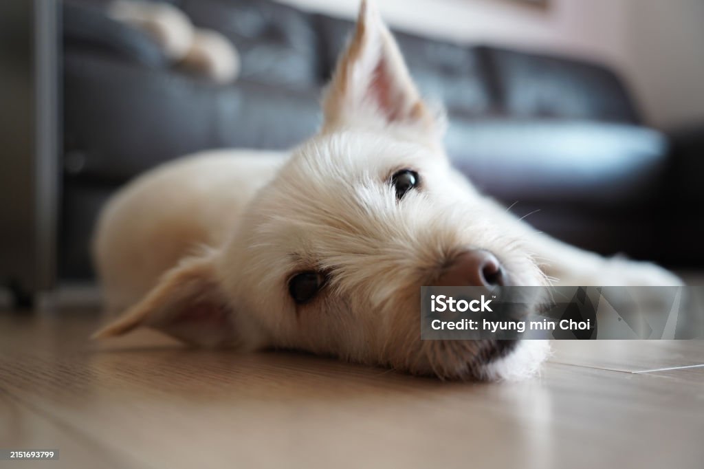 인기 반려견 분석 관련 사진