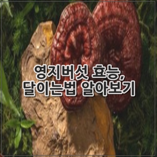 영지버섯 효능, 달이는법 알아보기