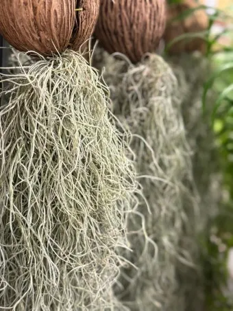 수염틸란드시아 키우는 방법, 물주기, 분갈이, 화분, 자르기_31