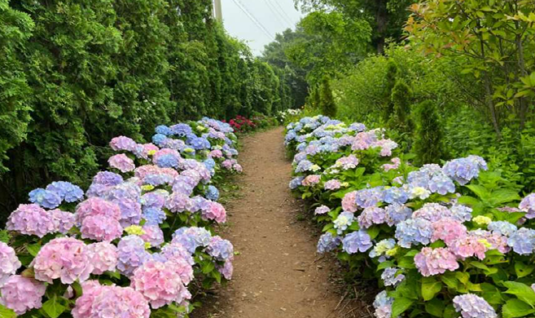 팜카밀레 허브농원