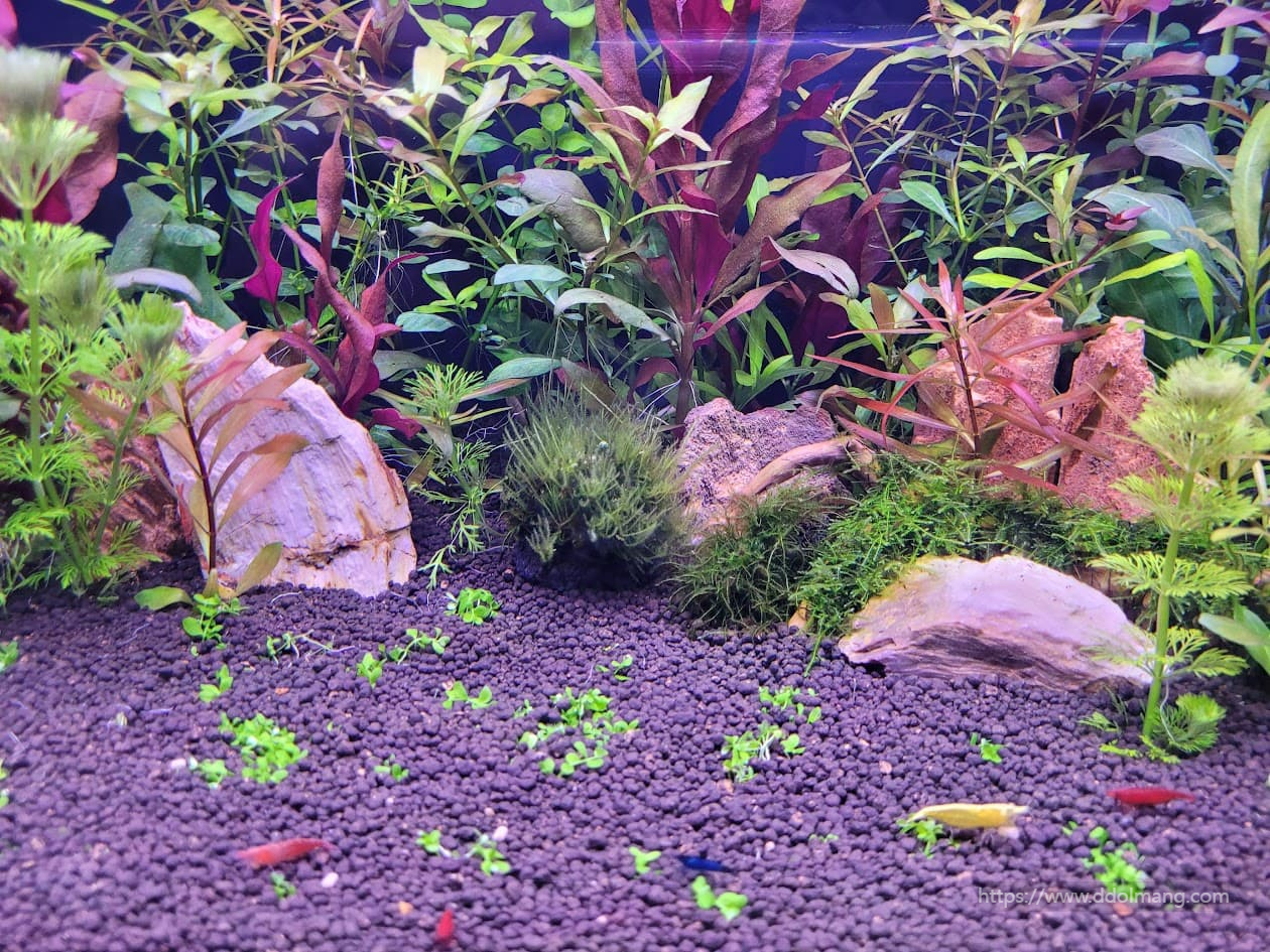 어항 바닥의 새우들