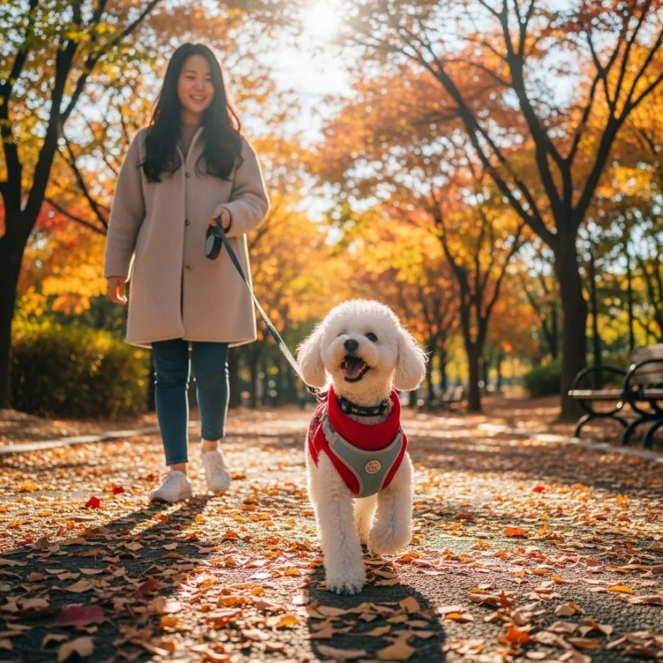 강아지 패딩 하네스 일체형 추천, 겨울 산책 준비 끝!