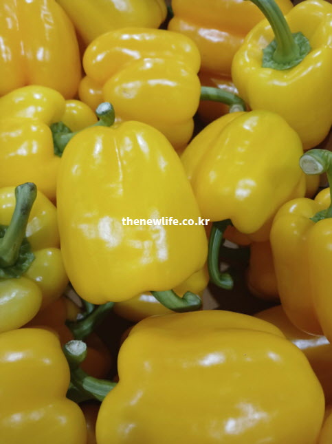 파프리카 효능과 여름 제철 채소의 신선함
