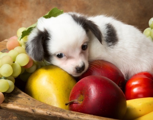 강아지가 먹어도 되는 과일