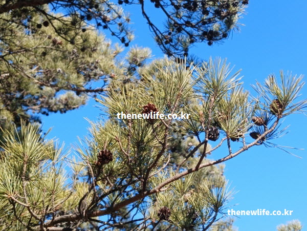 솔잎 효능으로 뛰어난 체내 해독 작용을 일으키는 아피에틴산 성분을 포함한 솔잎 실사진