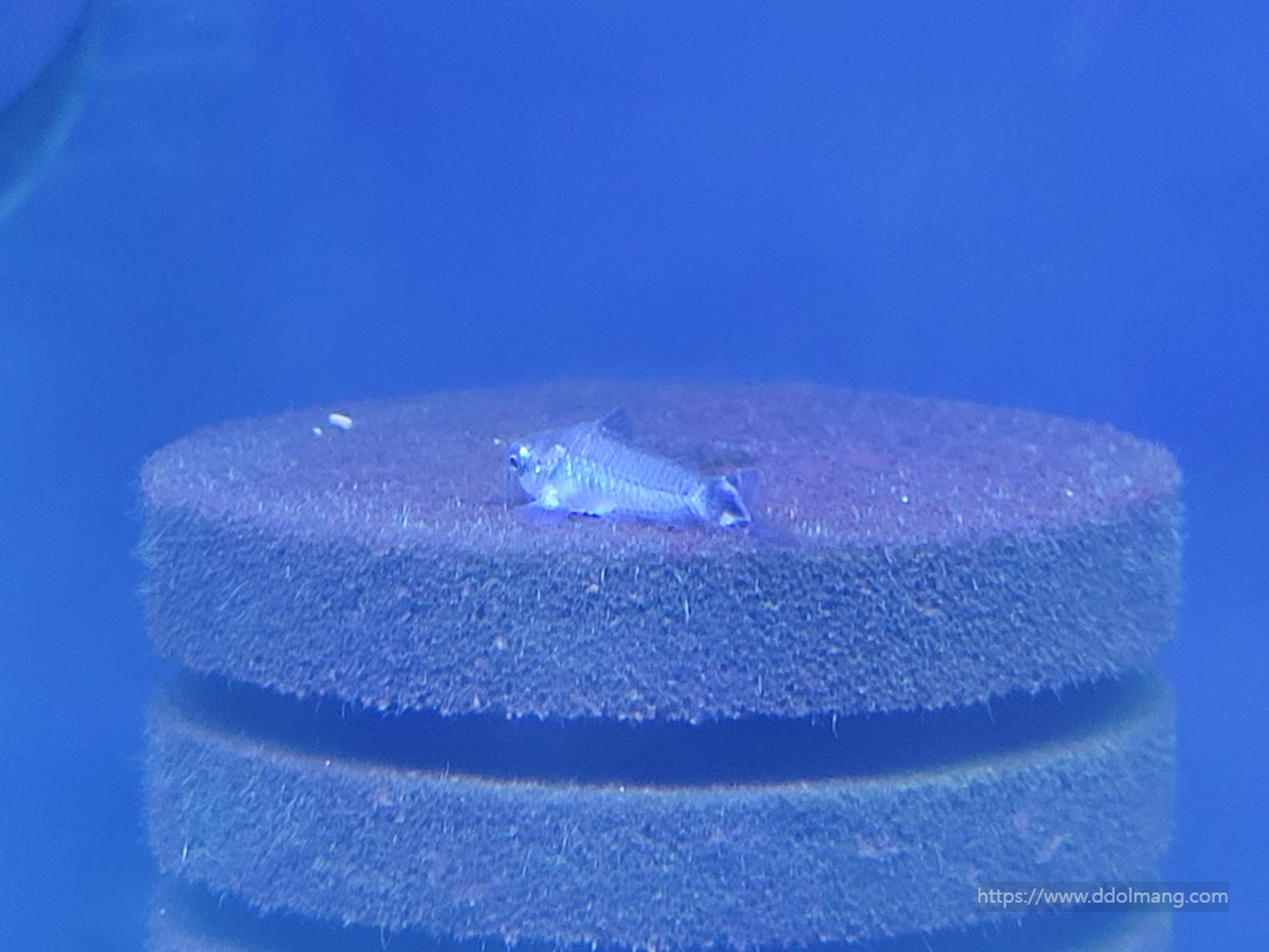 여과기 위에서 쉬는 하스타투스