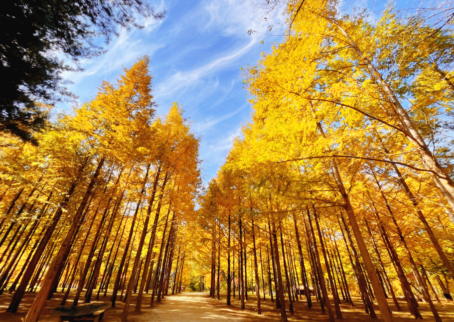 남이섬 메타세쿼이아 단풍