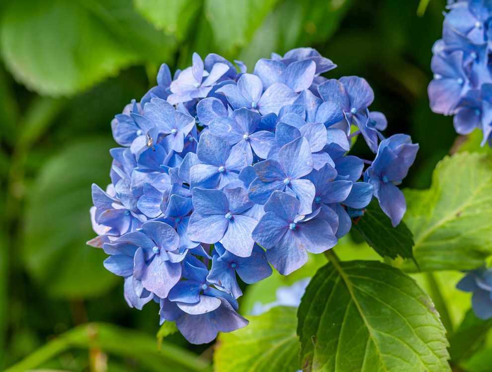 화담숲 여름 수국 축제