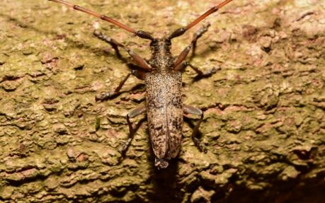 하늘소의 모든 것 관련 이미지