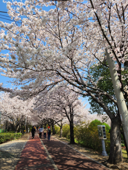 삼락 벚꽃축제5