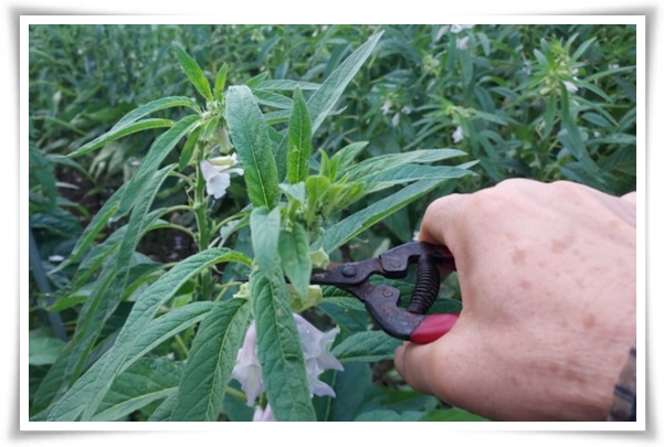 "8월, 참깨 수확해야 해요!" 순지르기/베는시기/수확하기/보관하기