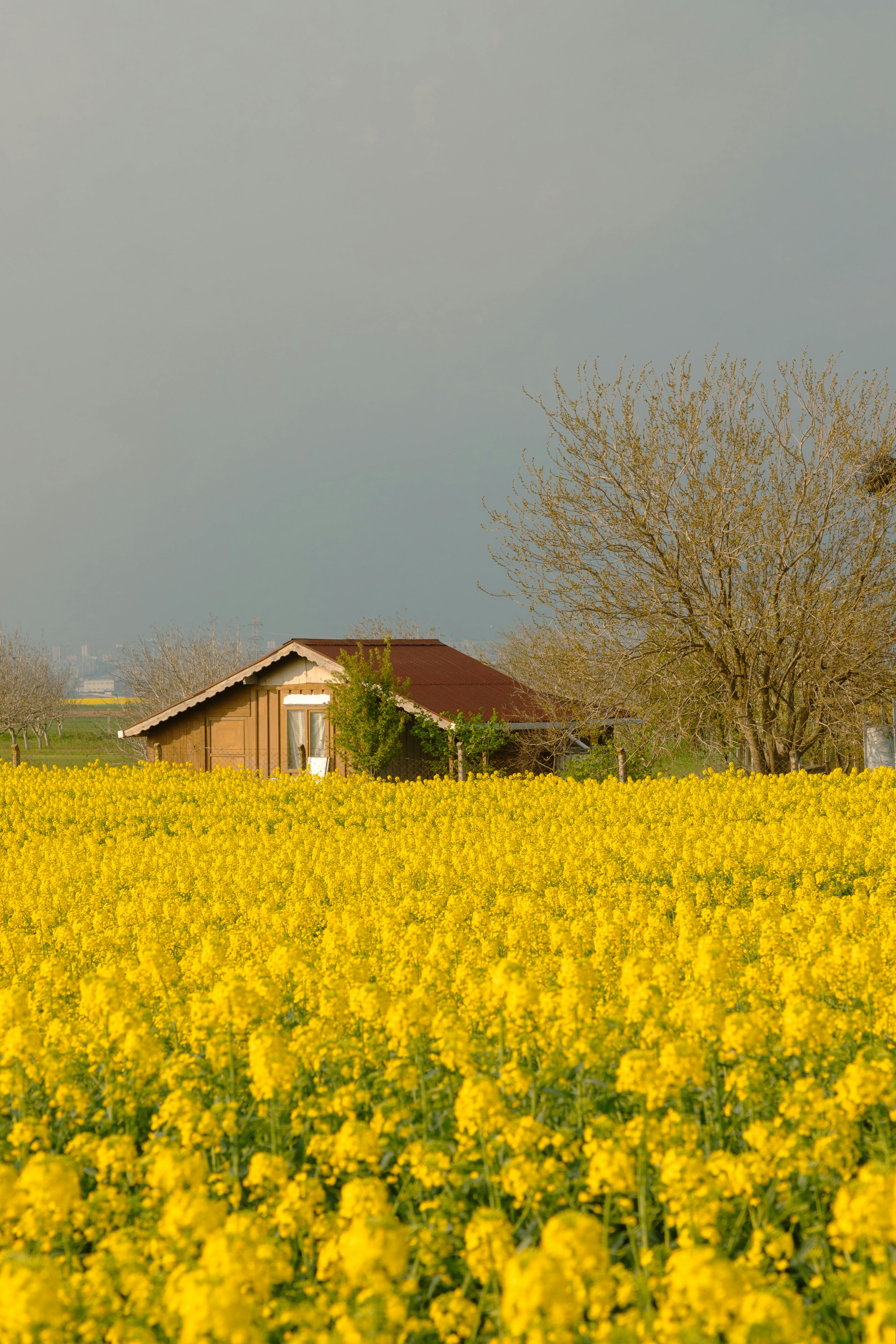 창녕 유채꽃 축제