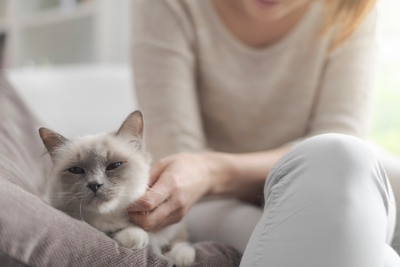 어리광 부리는 고양이의 이미지